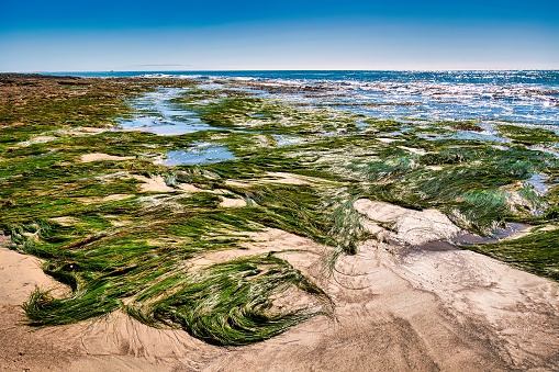 Pismo Beach, United States - February 19 2020 : an ecosystem of the pacific ocean is visible during low tide on this beach with rocks, nature, pools and grass