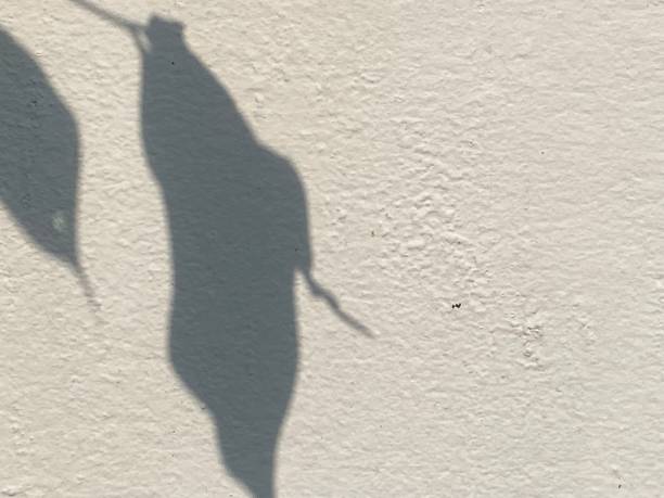 istock Leaves shadow background on concrete wall texture, leaves tree branches shade with sunlight 1486947273