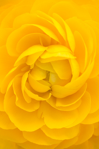 Close-up image of a Ranunculus, also known as Persian Buttercup