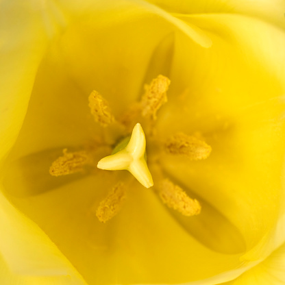 Macro image looking inside a tulip