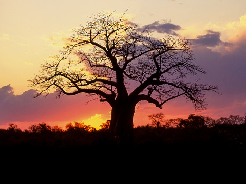 A baobab silhouetted against a sunset in Zimbabawe.