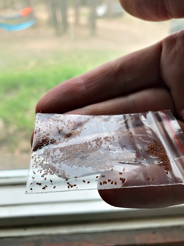 Teenage hand holding a seed packet near the window. Tiny seeds are aloe plant seeds used for her home growing project and herb garden.