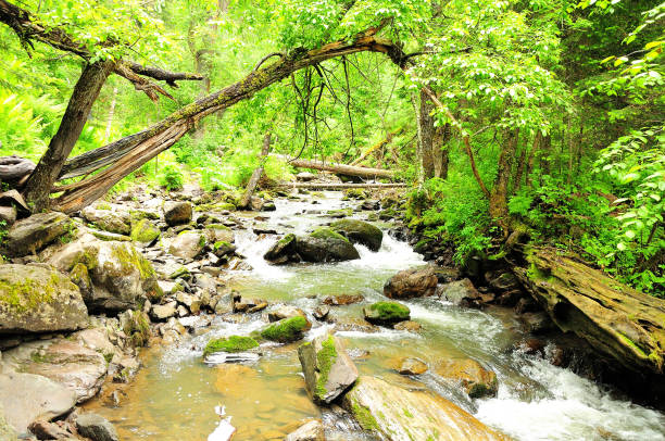istock Bent tree trunks over the course of a small river flowing through a summer forest, bending around stones in its channel. 1486955815
