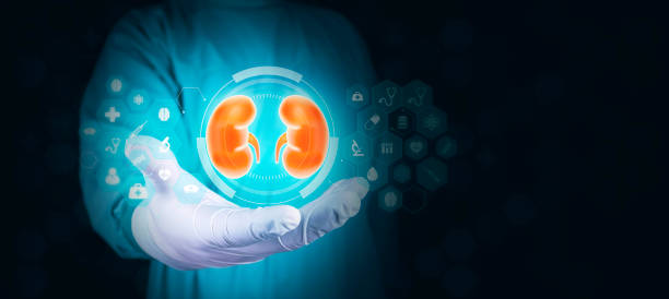 Nephrology, medical care for kidney problems. Kidneys, kidney pain, kidney cysts, kidney failure, cancer. Organ Donor, Surgeon isolated on light blue background. Nephrology, medical care for kidney problems. Kidneys, kidney pain, kidney cysts, kidney failure, cancer. Organ Donor, Surgeon isolated on light blue background. kidney failure stock pictures, royalty-free photos & images