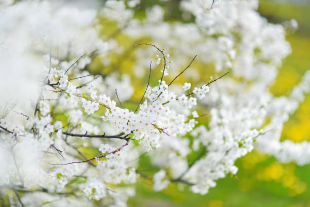 istock Beautiful cherry tree blossoming on spring. Beauty in nature. Tender cherry branches on sunny day outdoors. 1486957335