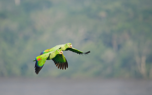 Parrots fly over the Amazon basin of Ecuador