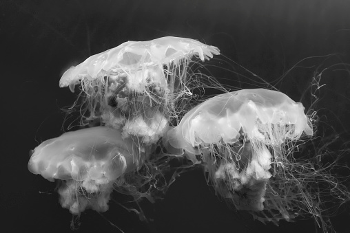 jellyfish (Chrysaora fuscescens or Pacific sea nettle) in ocean water
