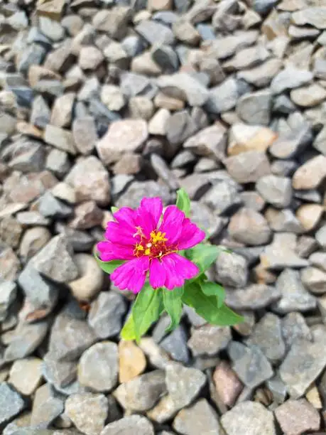 Photo of beautiful flowers that grow between the ballast stones