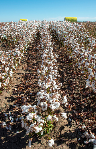 rows of ripe cotton crop in field ready for harvestCotton in field ready for harvest