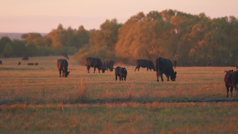 Black cow grazing on a grass field. Sunset on countryside. Selective focus.