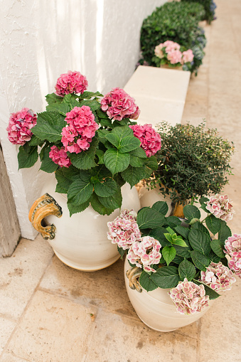 Assorted Pink Hydrangea Flower Plants in Full-Bloom With In Bright Natural Outdoor Light In a Cozy Garden in Palm Beach, Florida in the Spring of 2023