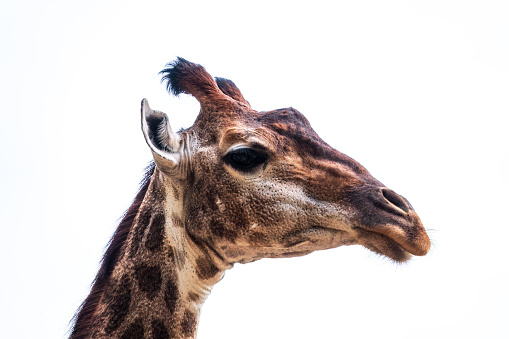Close-up giraffe head isolated on white background. Giraffes head against white background. Giraffe portrait, close up