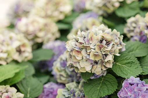 Assorted Pastel-Colored Blue, Purple & White Hydrangea Flower Plants in Full-Bloom In Bright Natural Outdoor Light In a Cozy Garden in Palm Beach, Florida in the Spring of 2023