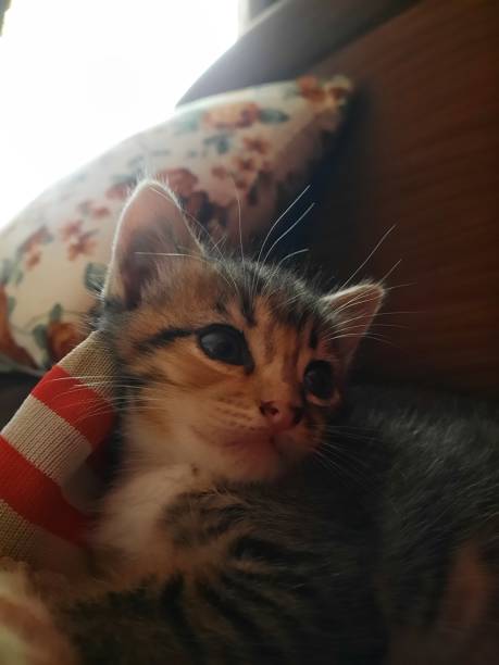 istock The kitten is relaxing on the sofa 1486962653