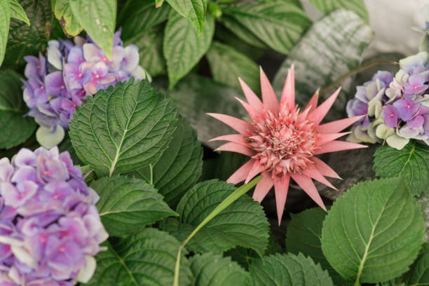 A Pink Aechmea Fasciata Bromeliad Surrounded By Assorted Brightly-Colored Purple Hydrangea Flower Plants in Full-Bloom With Bright Natural Light In a Cozy Garden in Florida in the Spring of 2023