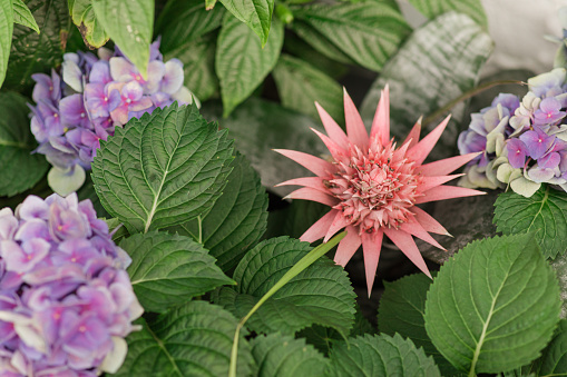 A Pink Aechmea Fasciata Bromeliad Surrounded By Assorted Brightly-Colored Purple Hydrangea Flower Plants in Full-Bloom With Bright Natural Light In a Cozy Garden in Florida in the Spring of 2023\n\n\nAechmea fasciata is a species of flowering plant in the Bromeliaceae family.
