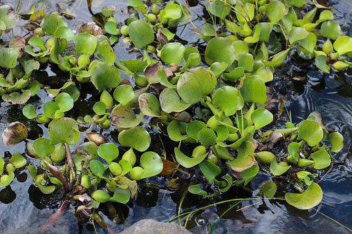 Jacinto de agua (Eichornia crassipes) photo
