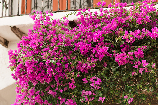 Bright Purple Bougainvillea Flower Plant with Green Leaves on a Bougainvillea Tree in Palm Beach, Florida in the Spring of 2023