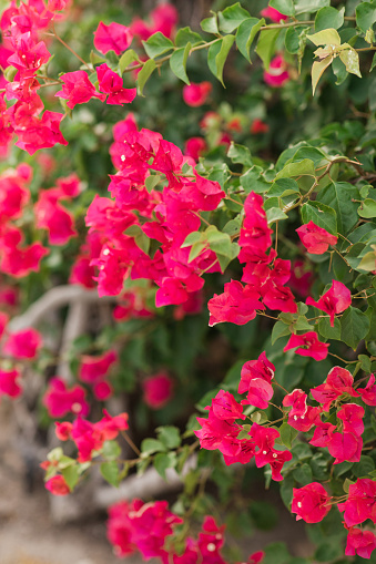 Bright Pink & Orange Bougainvillea Flower Plant with Green Leaves on a Bougainvillea Tree in West Palm Beach, Florida in the Spring of 2023