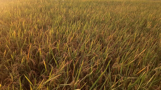 Golden Rice Field 4k Golden Rice Field In The Early Morning Light Stock Photo - Download ...