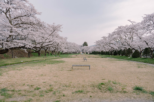 Sakura Cherry Blossoms blooming in Miyagawa Ryokuchi Park