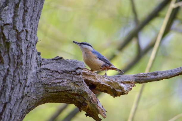 istock Beautiful Common nuthatch (Sitta europaea) bird perched on a tree branch in its natural habitat 1486966110
