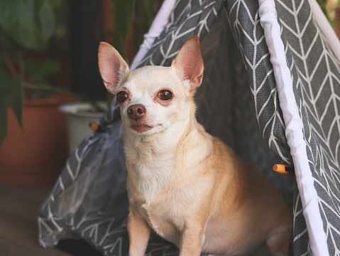 Portrait of brown short hair Chihuahua dogs sitting in  gray teepee tent between house plant pot in balcony, looking at camera.