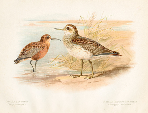 “The game birds and wild fowl of the British Islands” by Charles Dixon 1893
