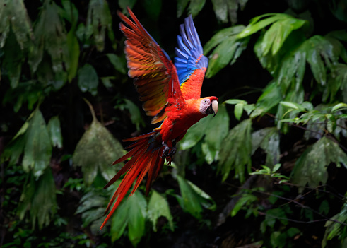 Macaws and Parrots come together at a mineral lick in the Amazon basin of Ecuador