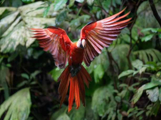 Scarlet Macaw stock photo