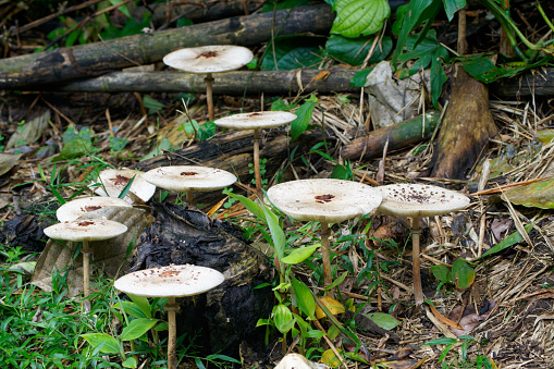 growing fungus in the Amazon basin of Ecuador