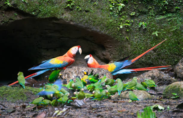 istock Scarlet Macaws, Cobalt-winged Parakeets, Orange-Cheeked Parrots 1486969467