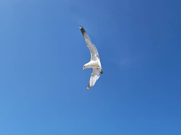 istock Adult Seagull flying in clear blue sky 1486969515