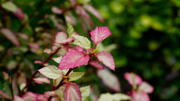 istock Hibiscus rosa sinensis leaves 1486969853
