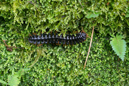 a millipede lives in a forest of Ecuadorian Amazon