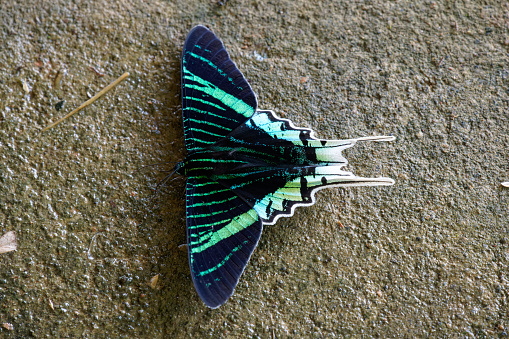 Detail of head, eyes and antennae of tropical butterfly