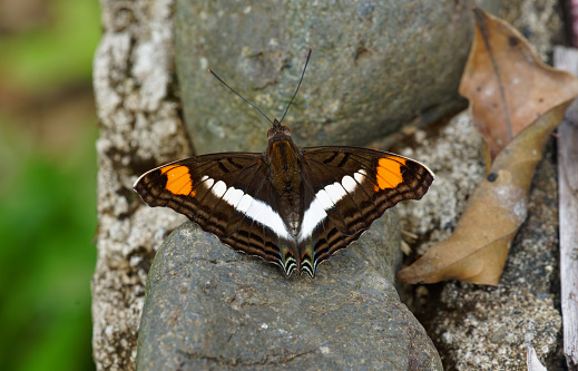 a butterfly rests on a rock in the Amazon region of Ecuador