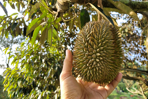 Musang King is the most popular durian breed in Malaysia.