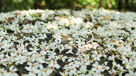 The fallen tung flower cover the ground like a carpet of snow