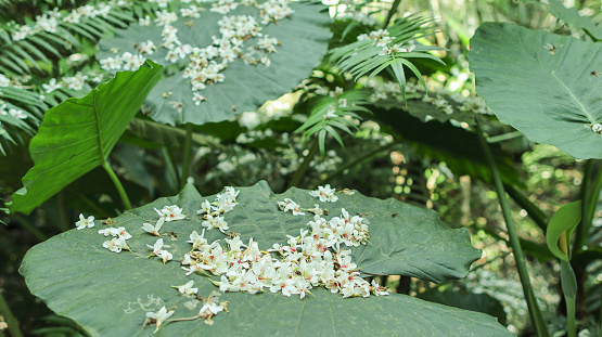 There are many tung flowers fallen on the leaves of Alocasia odora in the forest