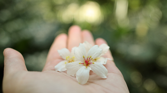 A tung flowers lying in the palm of a woman's hand