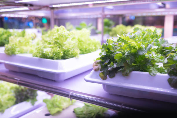 istock Organic hydroponic vegetable grow with LED Light Indoor farm, Agriculture Technology. 1486972090