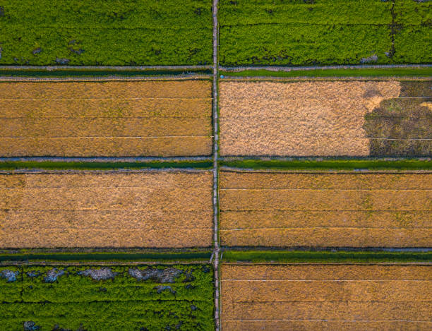 photo aérienne abstraite d’un champ de légumes, province de tien giang - birds eye chilli photos et images de collection