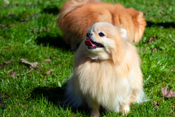 istock A Pomeranian dog with fluffy fur sits on the grass. 1486973907