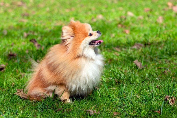 istock A Pomeranian dog with fluffy fur sits on the grass. 1486974531