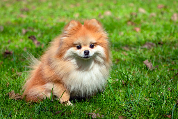istock A Pomeranian dog with fluffy fur sits on the grass. 1486974532