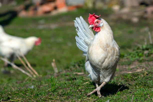 istock A white hen with a red crest on her head walks around the village. 1486974719
