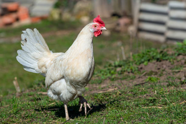 istock A white hen with a red crest on her head walks around the village. 1486974721
