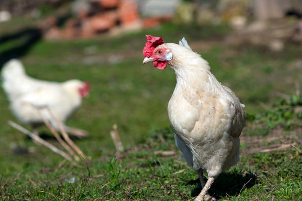 istock A white hen with a red crest on her head walks around the village. 1486974736