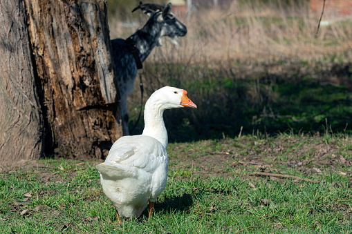 The waterfowl genus Anser includes the grey geese and the white geese. It belongs to the true geese and swan subfamily (Anserinae)